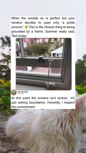 This Window Only Opens a Little… The Funniest Summer Struggle