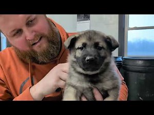 Norwegian Elkhound Puppies! - Mia's Litter Name Day