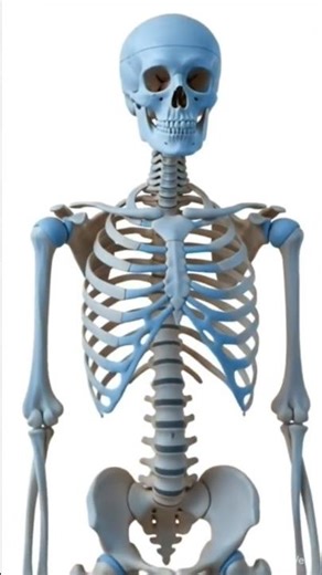 Human Skeleton in 3D Animation