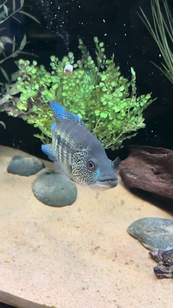 Feeding the Incredible Dovii Cichlid 🐺