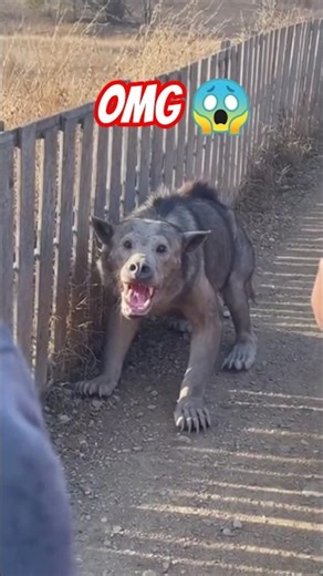 Wolf × Dog × Bear? This Creature’s Growl Is Terrifying 😱🐺