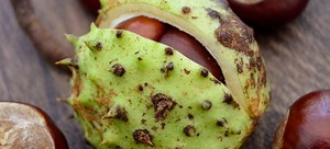 Information About Buckeye Nuts | DoItYourself.com
