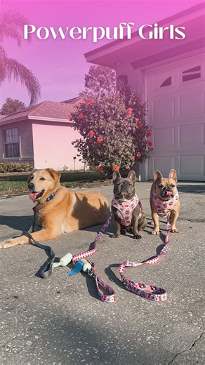 Lavender Bean and Latte Marie on Instagram: "I often think about those dog walkers in New York City and wonder how they do it. I can manage to when they’re my own dogs and I understand what I’m getting myself into but once I add Wally, it’s absolute chaos. How do dog walkers walk like 20 dogs at a time?! #lavenderandlatte #dogwalking #unclewally"