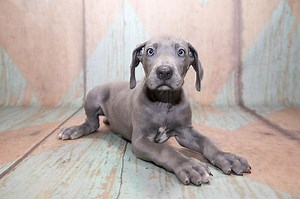 How To Clean A Great Danes Ears: 3 Easy Steps! - Great Dane Care