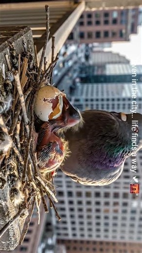 “Pigeon Chick Hatching on City Balcony 🌆 | Cinematic Urban Wildlife Moment #Shorts”