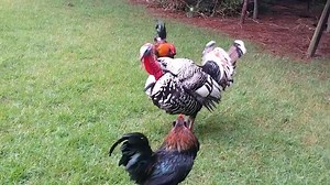 Turkey Breaks Up Fight Between Roosters
