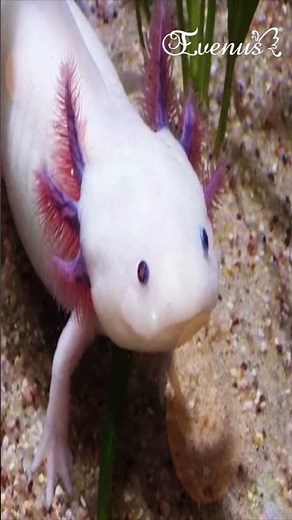 Mexican Axolotl #axolotl #axolotls