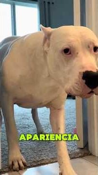 What a Dogo Argentino is REALLY like😳🐕 #shorts #dogs #facts