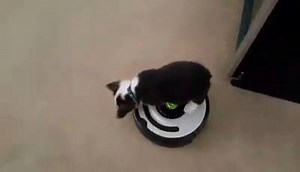 When your Corgi tries to herd the roomba. Credit: Navi the Corgi | Corgis are Awesome