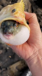 131K views · 643 reactions | Pufferfish can inflate into a ball shape to evade predators. Also known as blowfish, these clumsy swimmers fill their elastic stomachs with huge amounts of water (and sometimes air) and blow themselves up to several times their normal size. #pufferfish #aquariumhobby #reelsfacebook | Hendrix backyard TV | Facebook