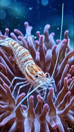 Inside the Ocean: How Wild Shrimp Live and Survive in the Deep Sea 🦐🌊