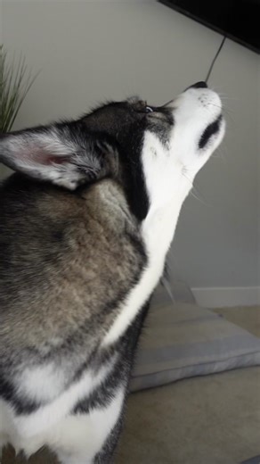 Talking Husky Imitating Owner's Speech