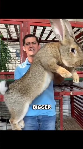 😳 These Animals Are WAY Bigger Than You Think 🦭#wildlife #animals #facts