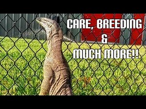 Argus Monitors 101 With Joe Casterlin