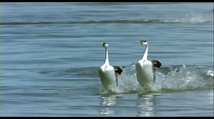 These two birds must be capable of kung fu | Dancing with animals