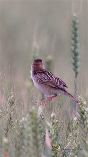 棕扇尾鶯 Zitting Cisticola #birds #birdingparadise #wildlife #nature #4k #birdphotography #birdwatching