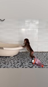 Monkey NANA turned on the water and took the duckling to bathe with her #smartmonkey #shorts #monkeyseemonkeydo | Monkey vdo