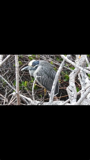 Yellow-crowned Night Heron - nikon p900