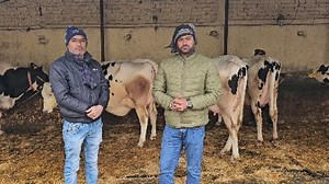5K views · 139 reactions | Top quality latest genration animals with 35 Lt milk capacity sold out to gujrat farmers by @jolly_dairy_farm amritsar punjab 6239431211,9815258000 | JOLLY DAIRY FARM | Facebook