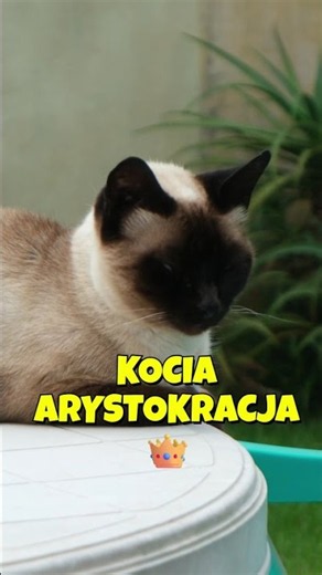 5 kotów, które wyglądają jak z królewskiego dworu 👑 #ciekawostki #top5 #rankingshorts #kota #rasa