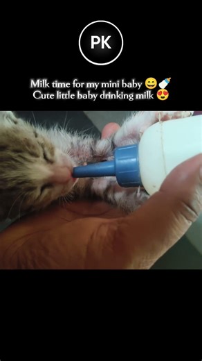 Milk Time for Cute Kitten 🍼 | Adorable Baby Cat Drinking Milk 😍🐾#prabhikind