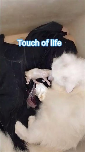 Touch of life #techno #remix #cat #funny #scream #kucing #birthday