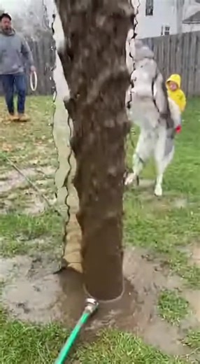 27K views · 14 reactions | Backyard Disaster Water pipe erupts like a volcano!  #waterburst #yard #howling #Husky #waterburst #flood #accident #funnychaos | Sweet Life Mantra | Facebook
