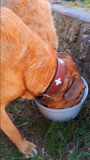 Manon des Sources 2.0