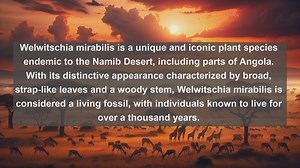 Discover Angolas Natural Treasures: Top 10 Native Flora Species