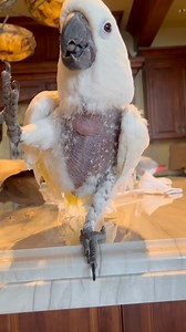Watch my cockatoo’s glow up 🥹 #cockatoo #healing #story #health #happiness #parrot #bird #animals #adoptdontshop | The Parrot Lady