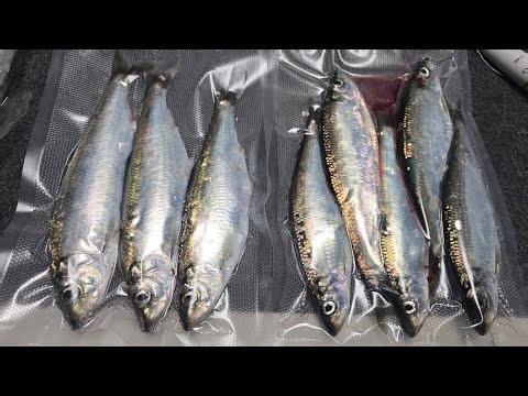 LIVE Herring Fishing | Piscifun GIVEAWAY