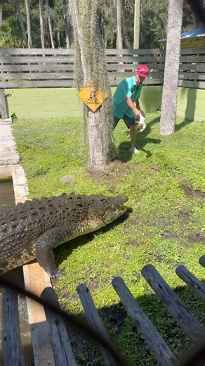 Giant salt water crocodile feeding