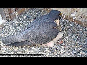 Cal Falcons 19.04.2023 11:12