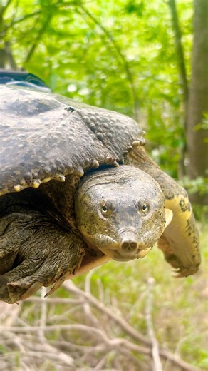 Soft shelled turtle #turtles #nature #wildlife #pondlife