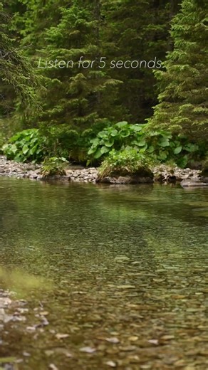 Clear Mountain Stream 🌿 Relaxing Nature Sounds #naturesounds #streamsounds #watersounds