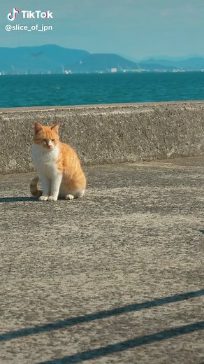 Explore Japan's Cat Island: Sanagi Island Adventure