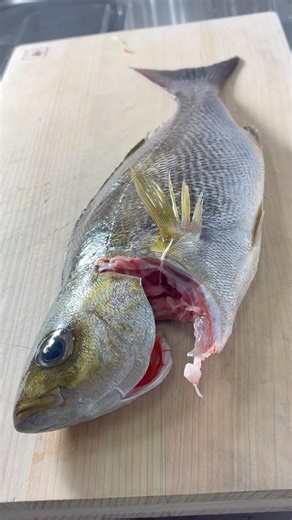 脂の乗った旬イサキを刺身に