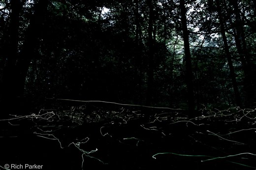 Rare Blue Ghost Fireflies Will Soon Light Up Western North Carolina—Here's How To See Them