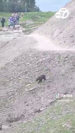 Video captures the moment when a wild grizzly bear began walking toward a group of hikers at Glacier National Park in Montana. The hikers kept their distance! https://abc7ne.ws/43jN4bY | ABC7 News