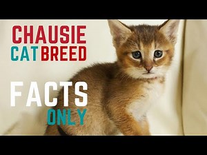CHAUSIE CAT BREED - The Facts You Need to Know About Chausie