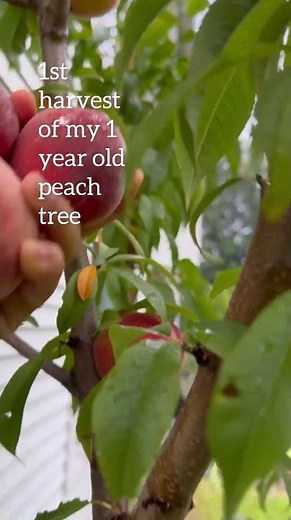 1st harvest of contender peach tree zone 5a