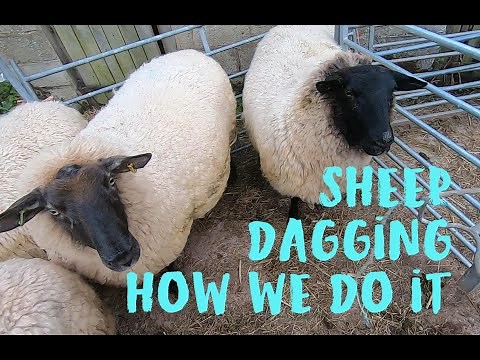 Preventing Flystrike by dagging sheep - How we do it on our smallholding.