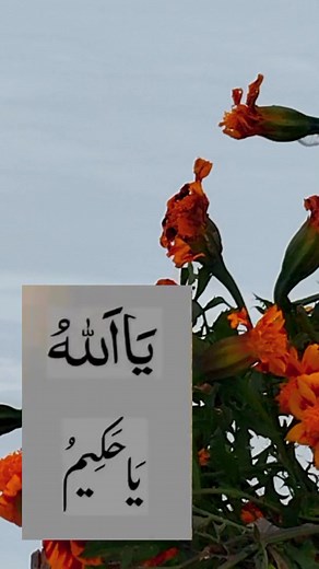 245K views · 28K reactions | Amazing Flowers #reelviralfacebook | Valley Of Jammu & Kashmir | Facebook