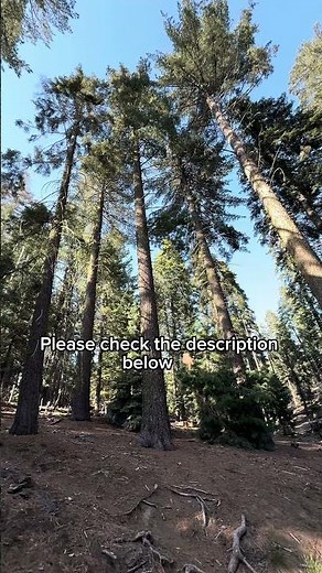 Sequoia Hidden Gems #naturelovers #exploremore #viralnow #trending #travel #usatravel #nature #fyp