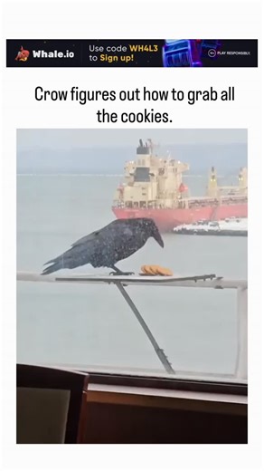 global trending hubb on Instagram: "- The video depicts a crow in a snowy port using one cookie as an improvised scoop to gather and stack additional cookies on a railing, demonstrating rapid tool improvisation without prior training. - A 2023 study in Scientific Reports found that American crows excelling at tool tasks activate distinct neural circuits for visuospatial processing, underscoring corvids’ advanced cognitive abilities comparable to primates. - User replies highlight crows’ social i