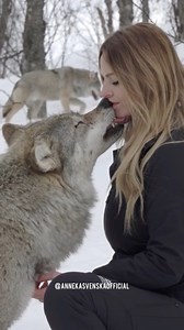 Meeting Wolves in Norway. Real footage from my interaction with this wonderful pack of European wolves. #wolf #wolves #norway #scandinavia #wolfgirl #graywolf #wolfhowl #wolveshowling #direwolf | Anneka Svenska