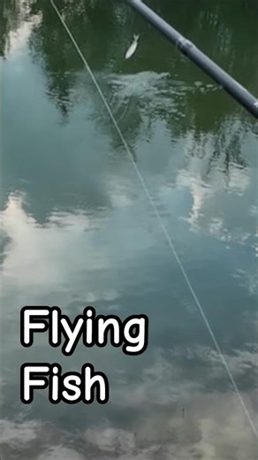 Rainbow Trout Goes Aerial #fishing #shorts #trout