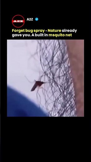 The Mosquito That Couldn't Stop: Why Some Insects Literally Explode