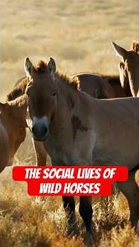 The social lives of wild horses. #naturepbs #horse #wildlife #naturedocumentaries #animals