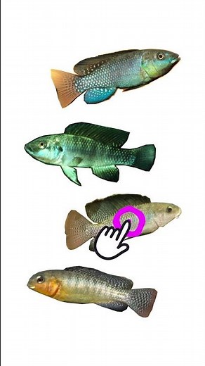 4 Species of Alcolapia Genus Cichlids | Family Cichlidae